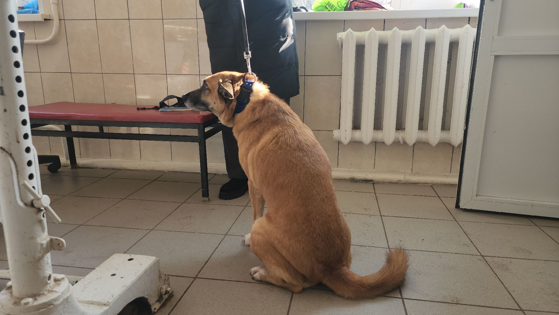 Луховицы, Регистрация собак, вертикалки