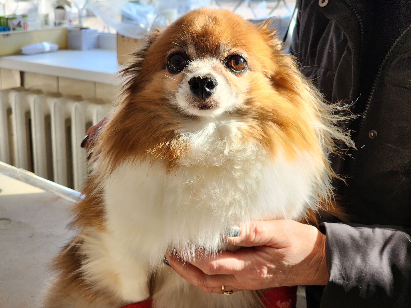 Луховицы, Регистрация собак, вертикалки