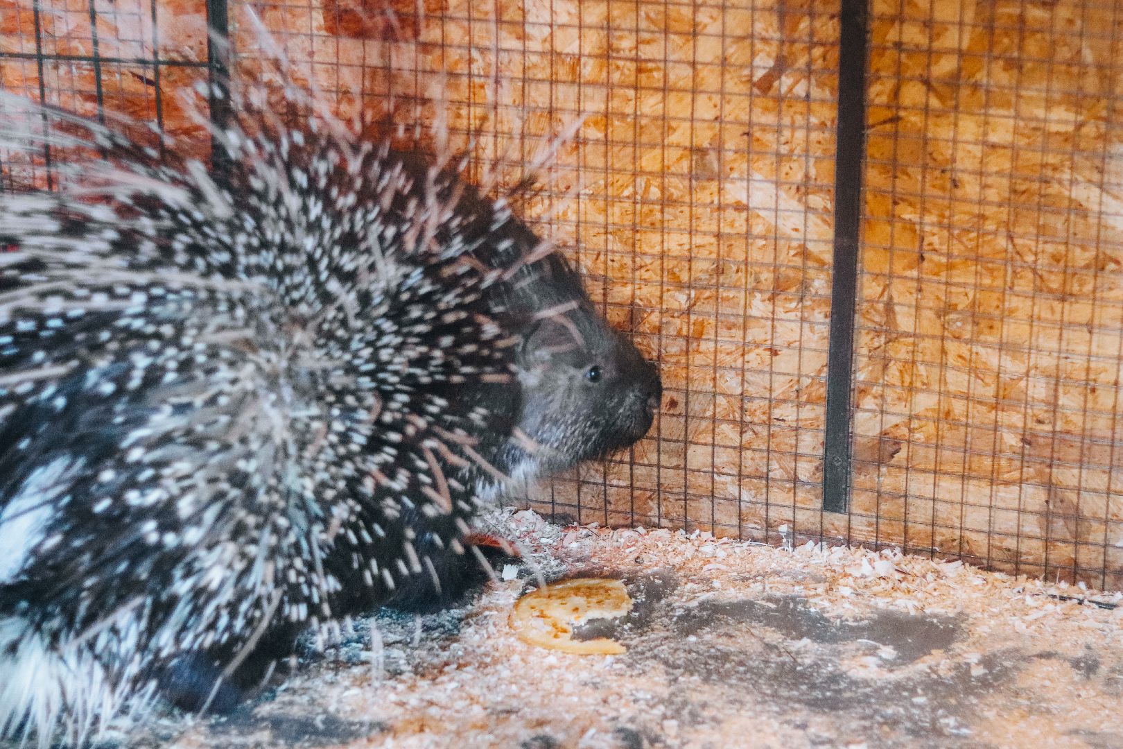 Клин, общество, животные, масленица, вертикалки,