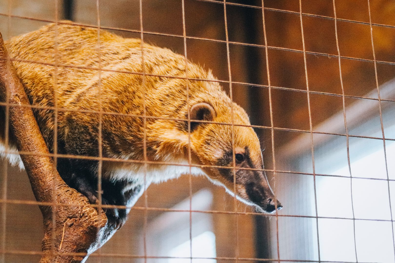 Клин, общество, животные, масленица, вертикалки,