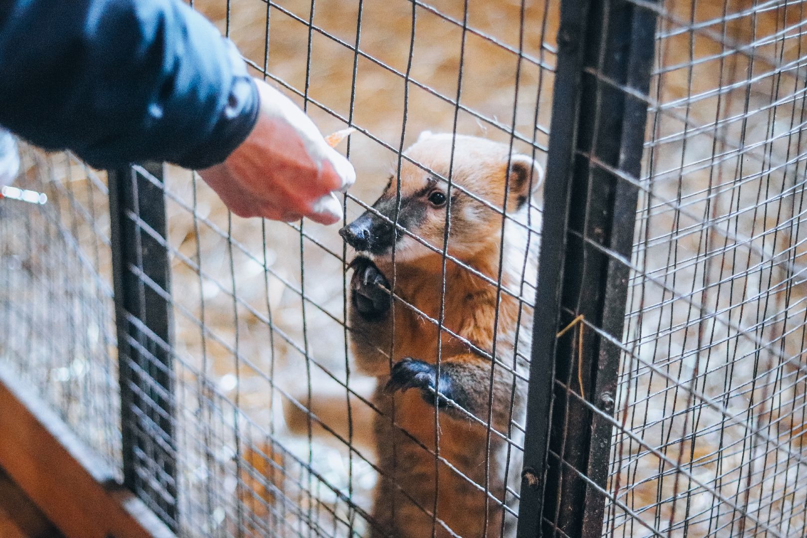 Клин, общество, животные, масленица, вертикалки,