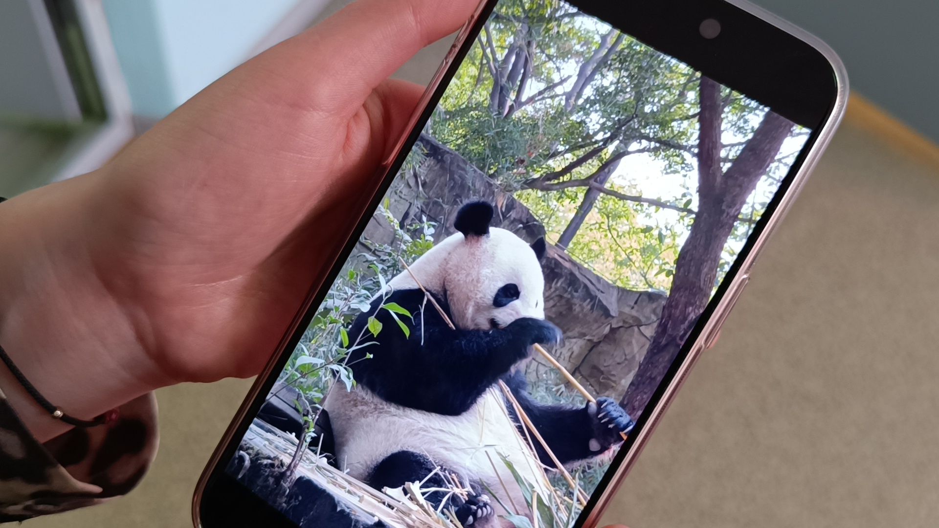 китай, лобня, образование, вертикалки,