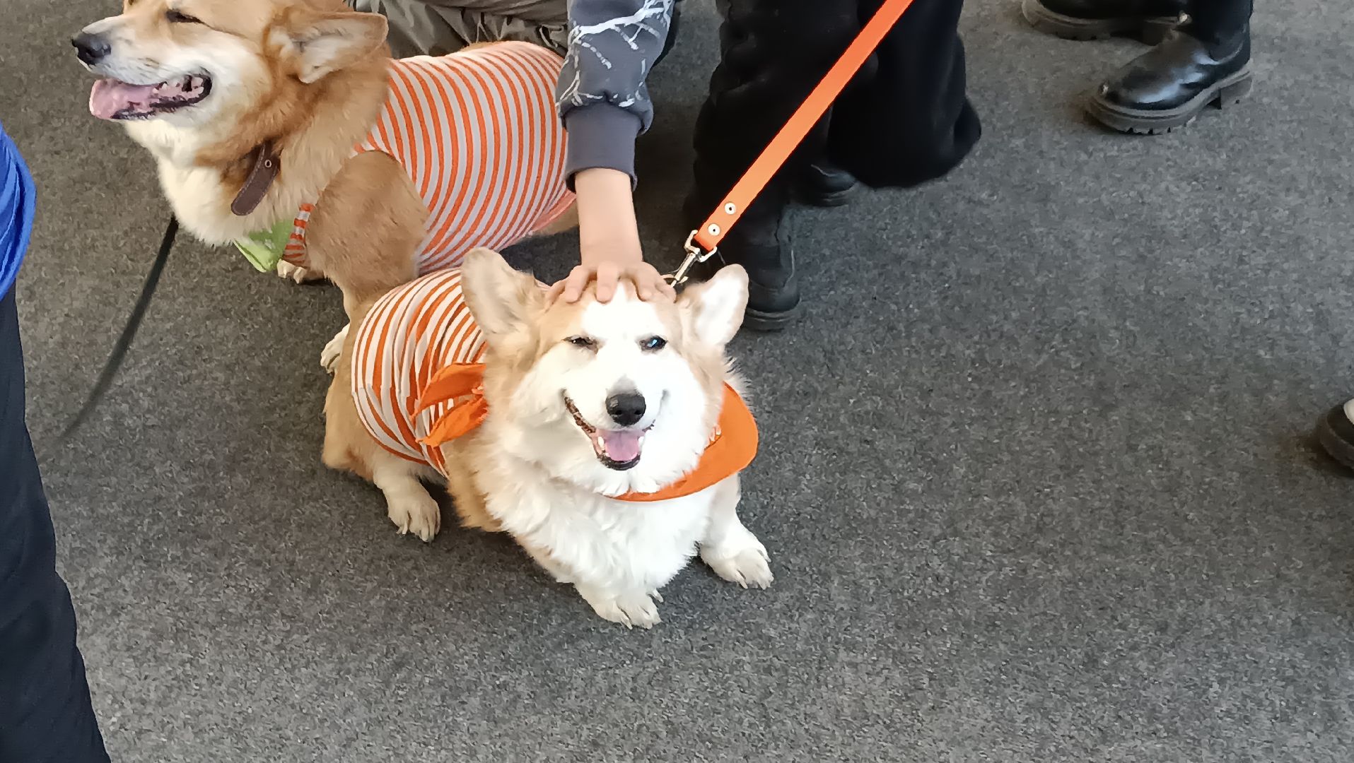 Музей авиации, корги отряд, дети курска, монино, вертикалки,