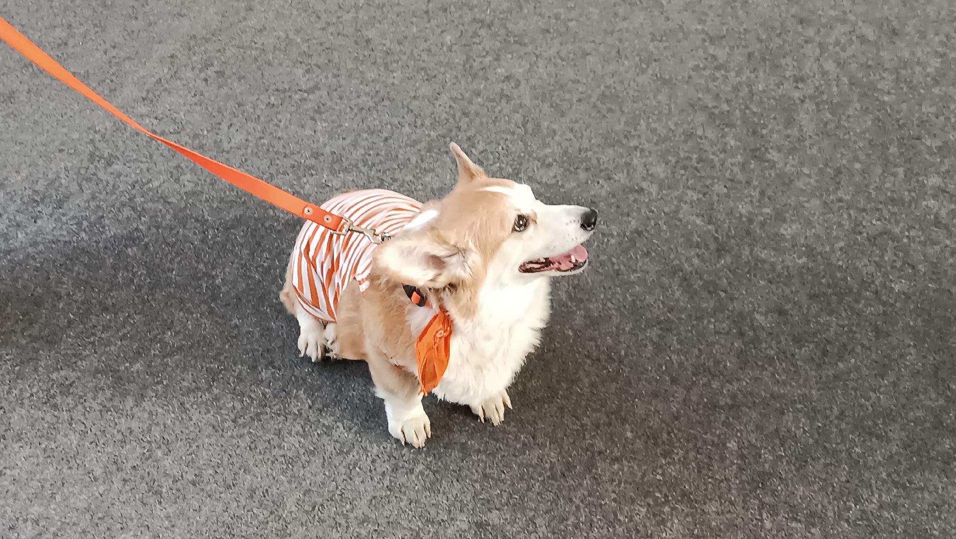 Музей авиации, корги отряд, дети курска, монино, вертикалки,