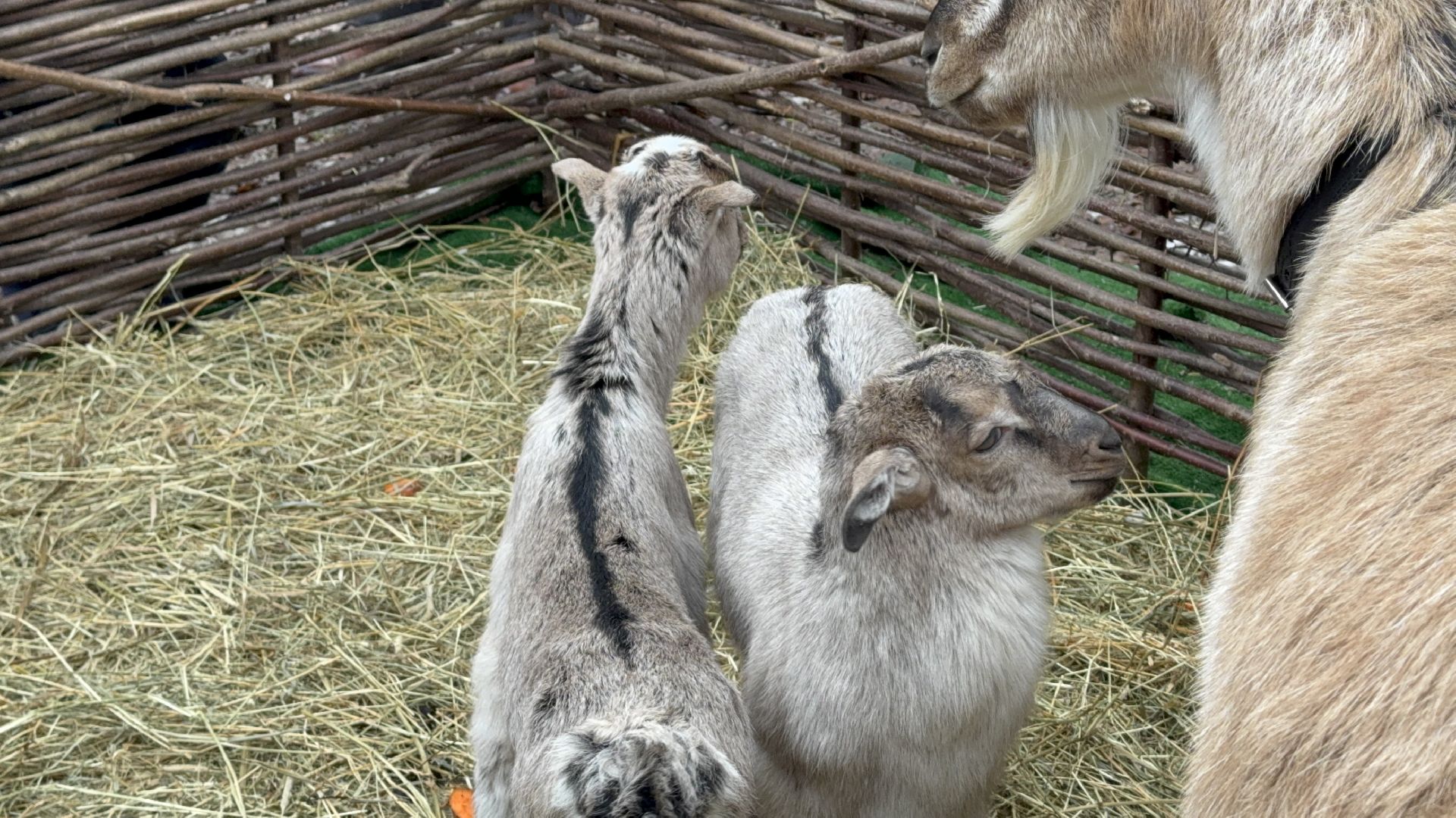 солнечногорск, масленица, праздник, жители, животные, вертикалки,