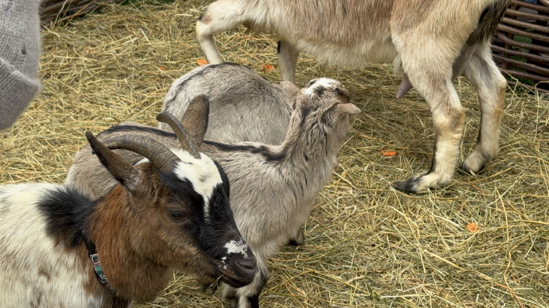 солнечногорск, масленица, праздник, жители, животные, вертикалки,