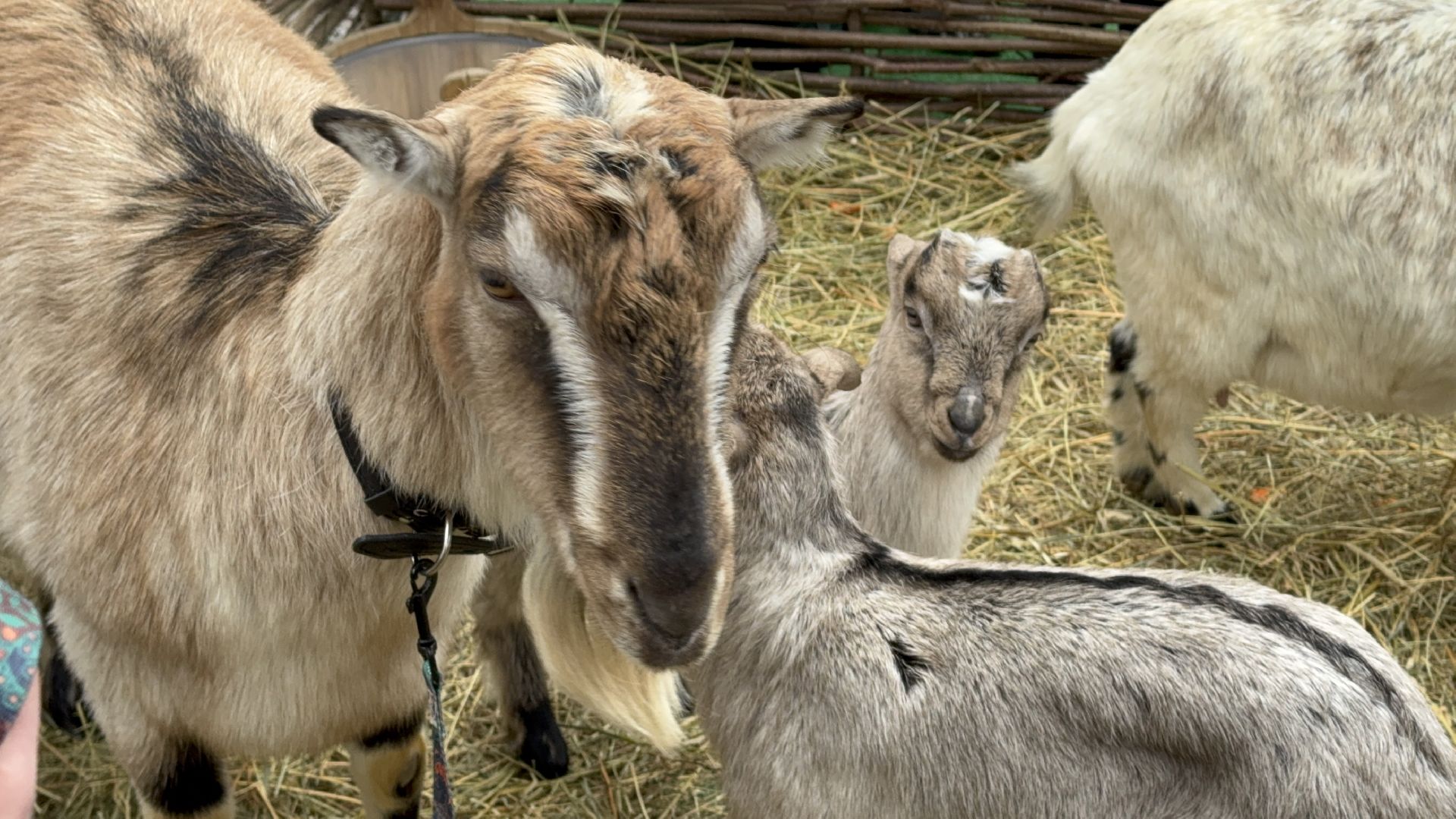 солнечногорск, масленица, праздник, жители, животные, вертикалки,