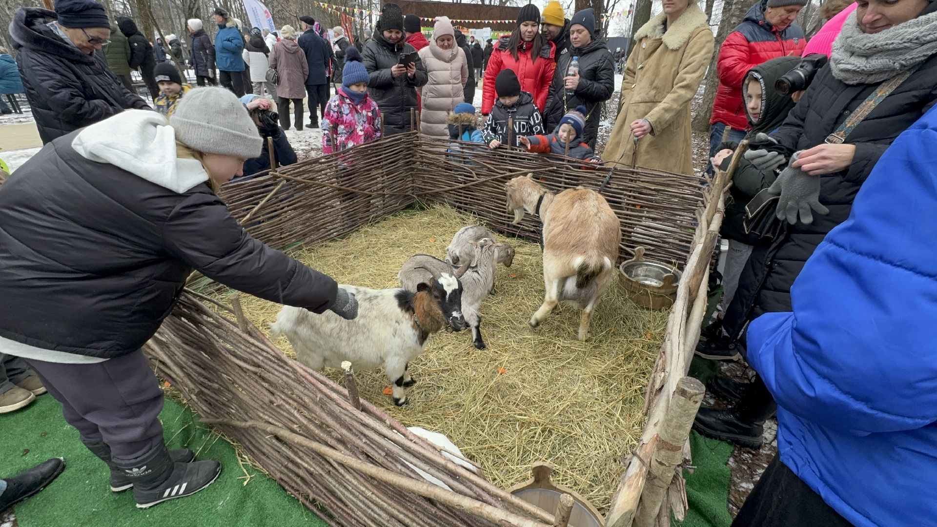 солнечногорск, масленица, праздник, жители, животные, вертикалки,