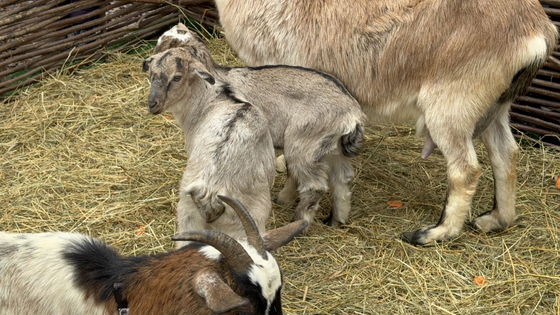 солнечногорск, масленица, праздник, жители, животные, вертикалки,