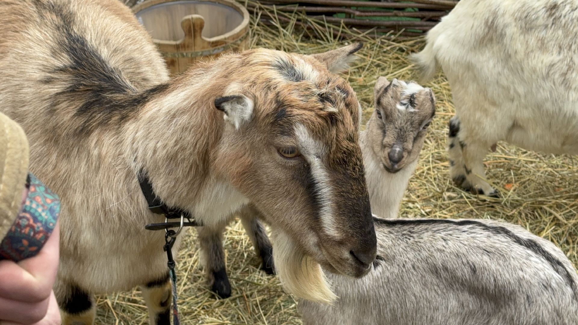 солнечногорск, масленица, праздник, жители, животные, вертикалки,