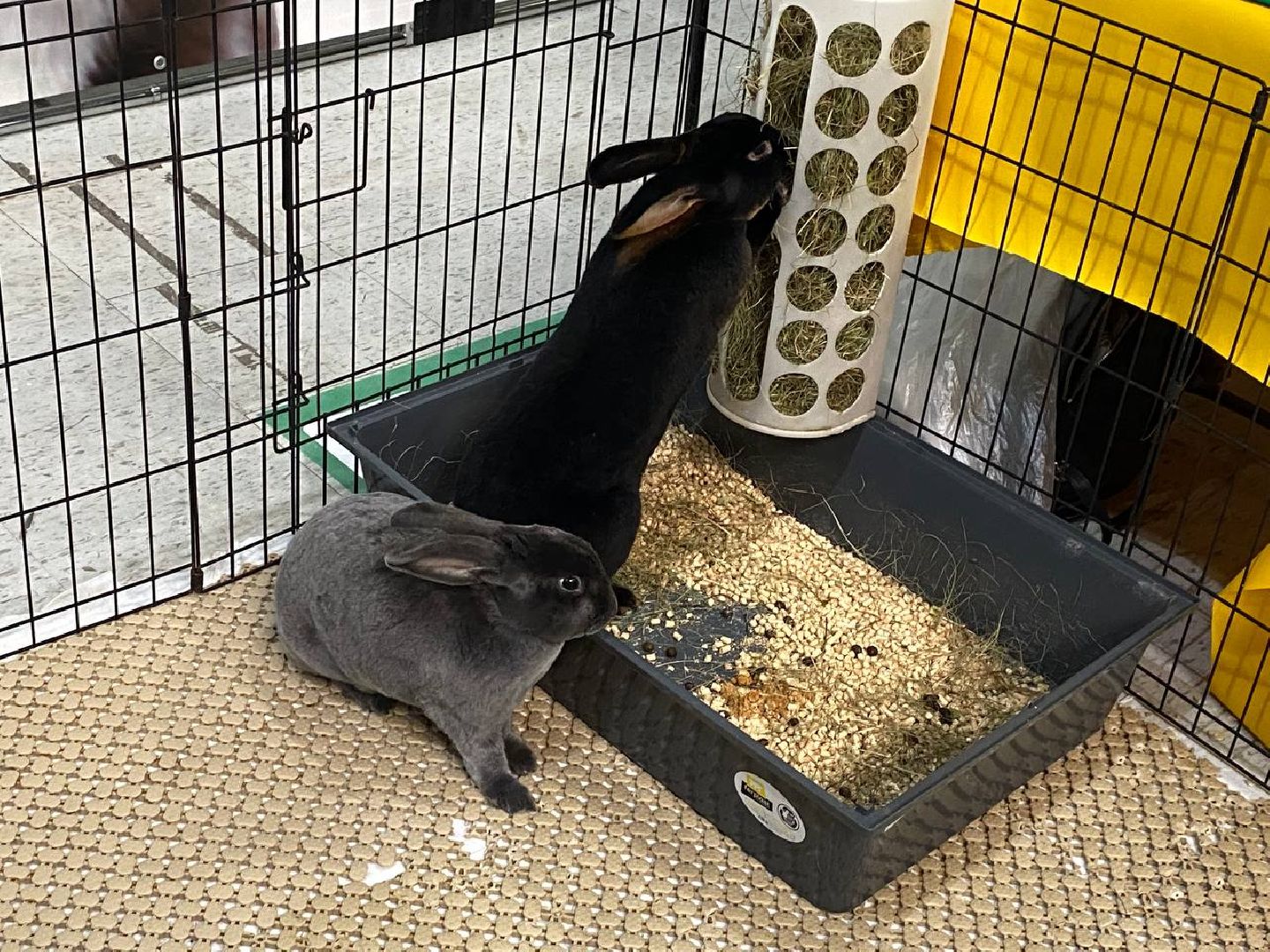 вертикалки, зоофестиваль, выставкаживотных, крокусэкспо, викторияписаренко,