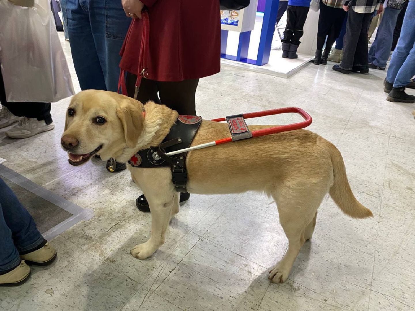 вертикалки, зоофестиваль, выставкаживотных, крокусэкспо, викторияписаренко,