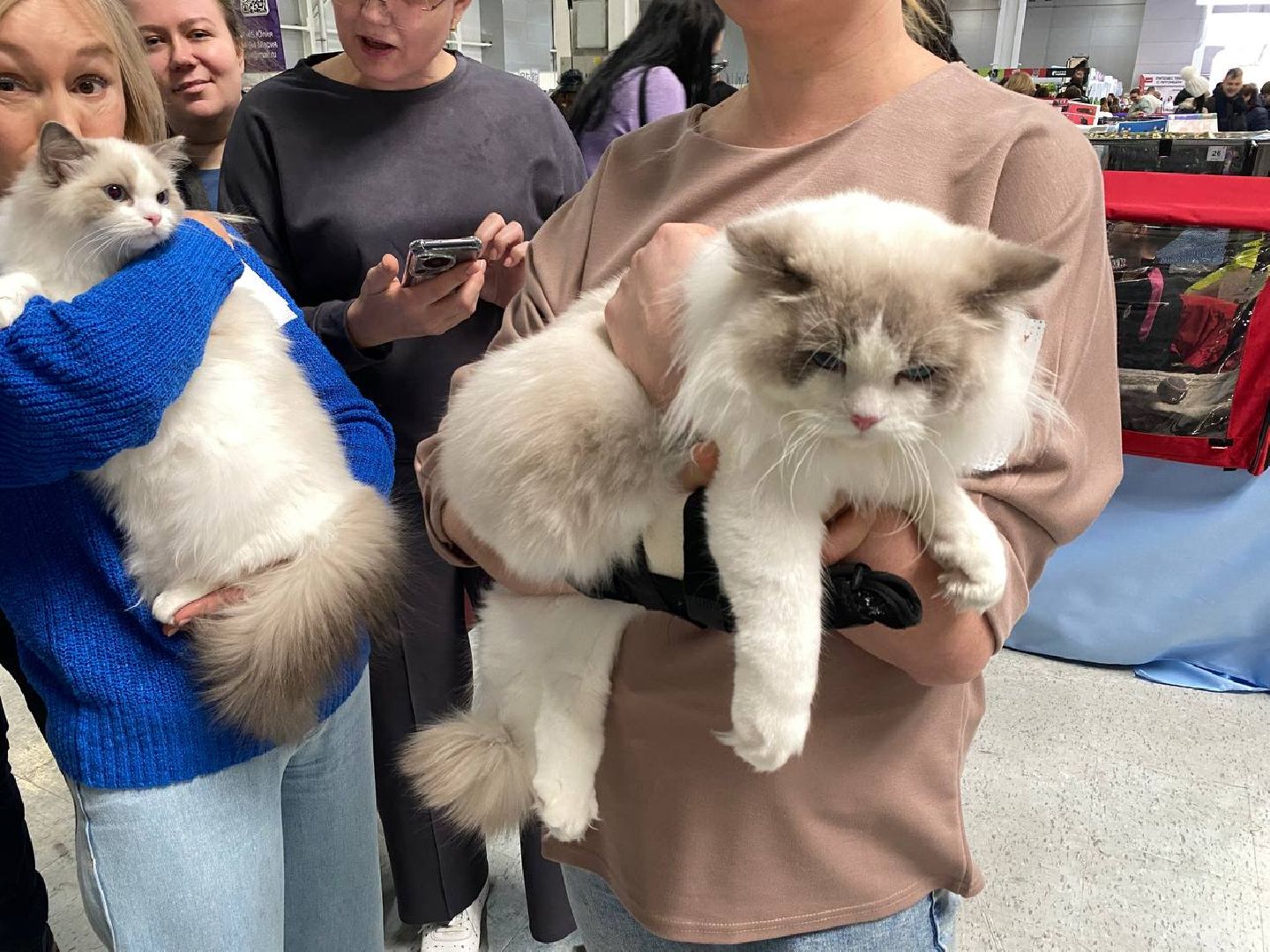 вертикалки, зоофестиваль, выставкаживотных, крокусэкспо, викторияписаренко,