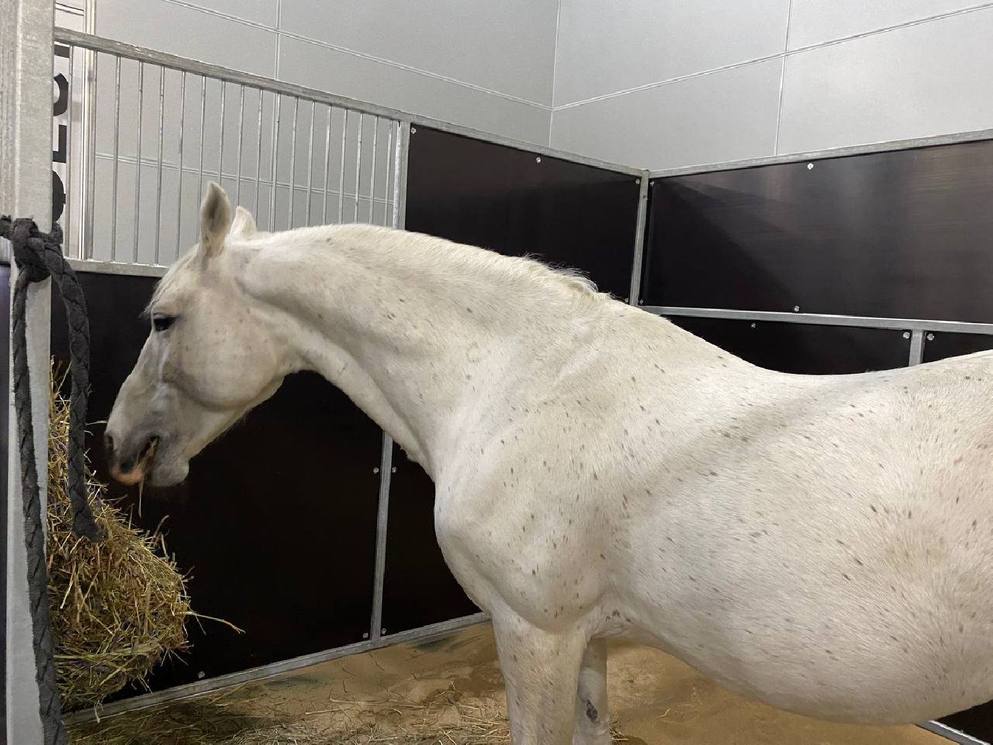 вертикалки, зоофестиваль, выставкаживотных, крокусэкспо, викторияписаренко,