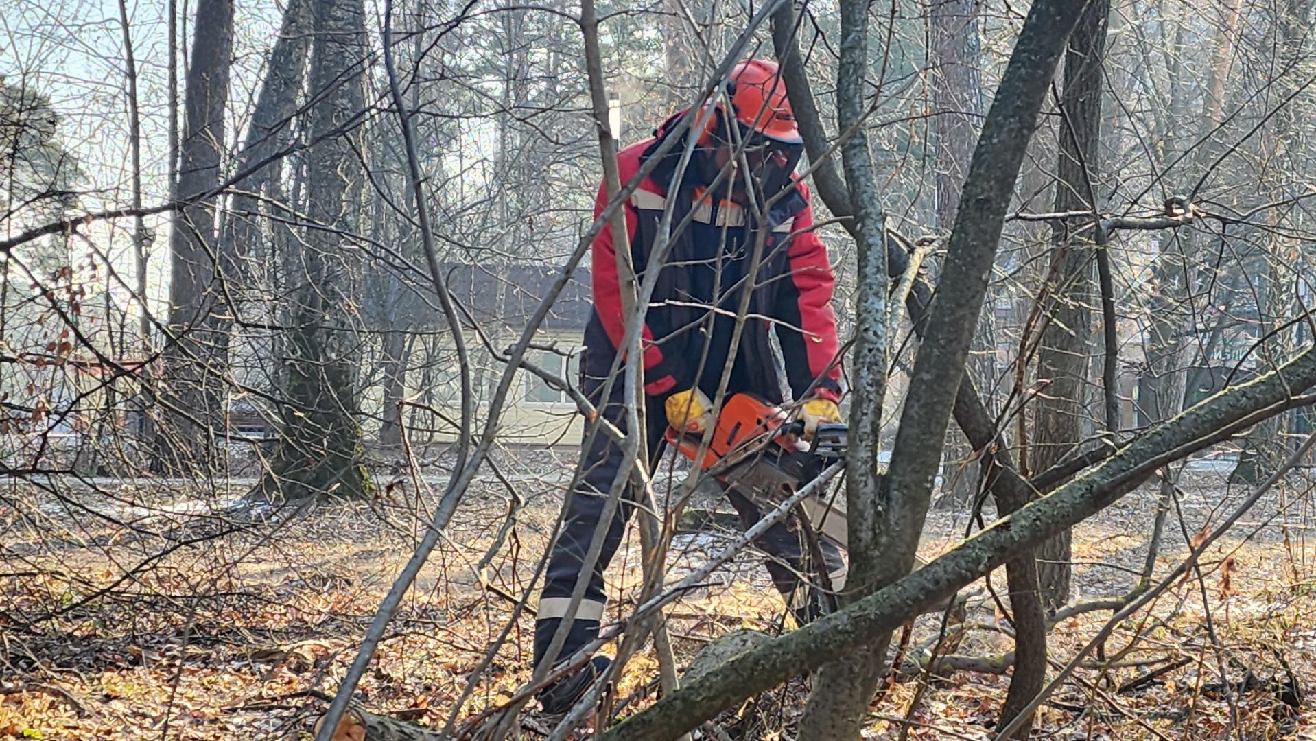 коммунальщики очищают лес, протвино, комбинат благоустройства, вертикалки,