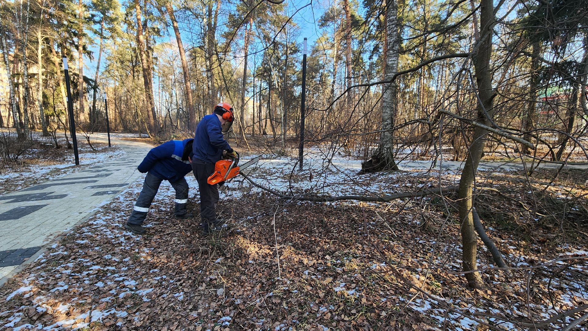 коммунальщики очищают лес, протвино, комбинат благоустройства, вертикалки,