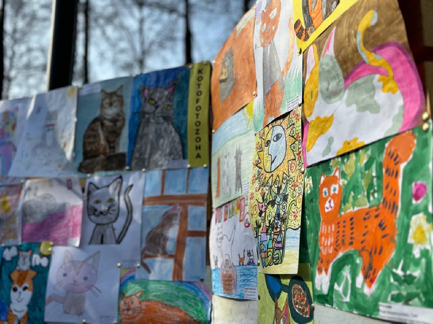 воскресенск, кошки, кривякино,