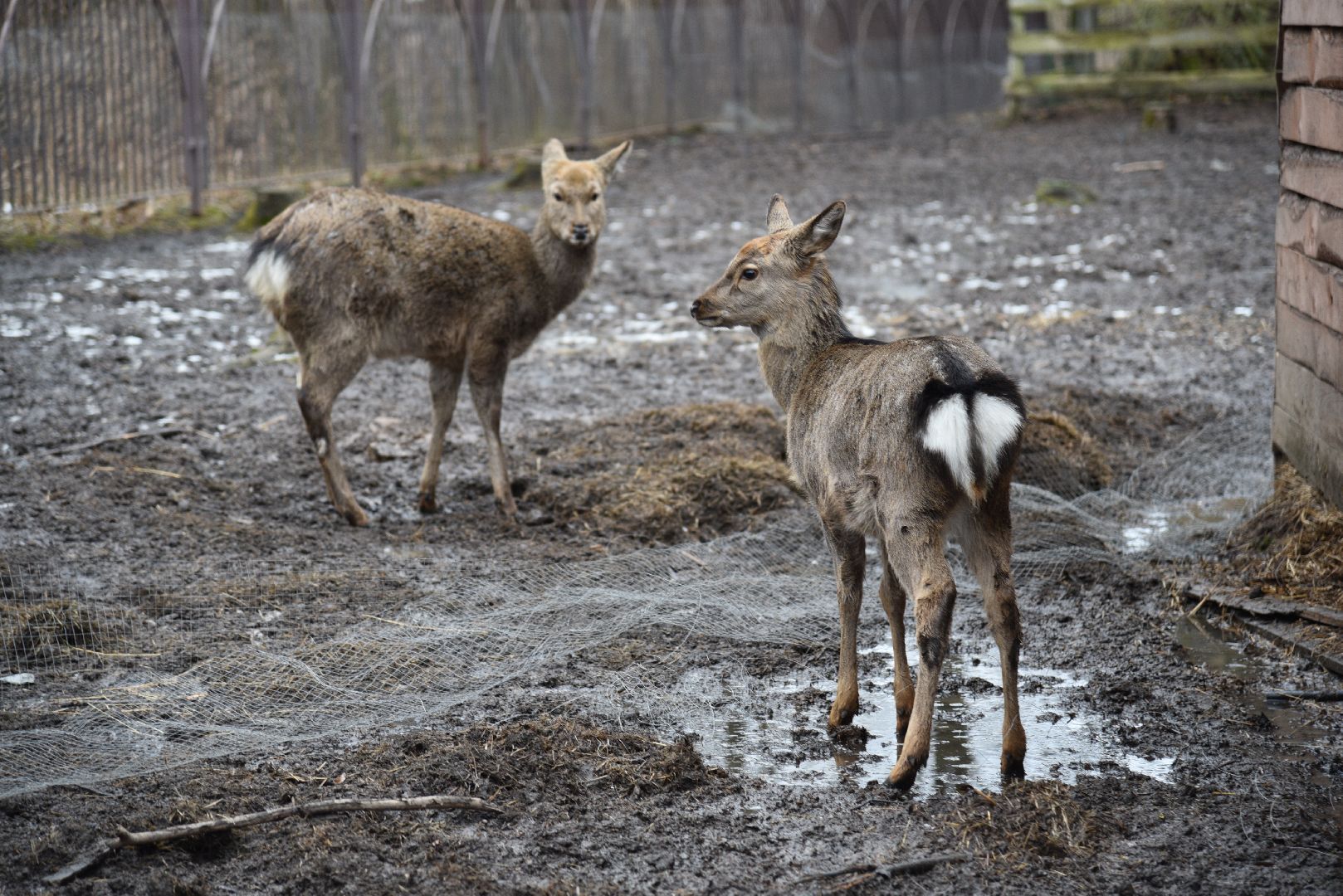 лотошино, лотошинский парк, животные, мини-зоопарк с животными,