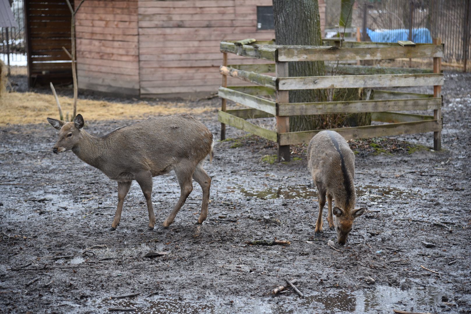 лотошино, лотошинский парк, животные, мини-зоопарк с животными,