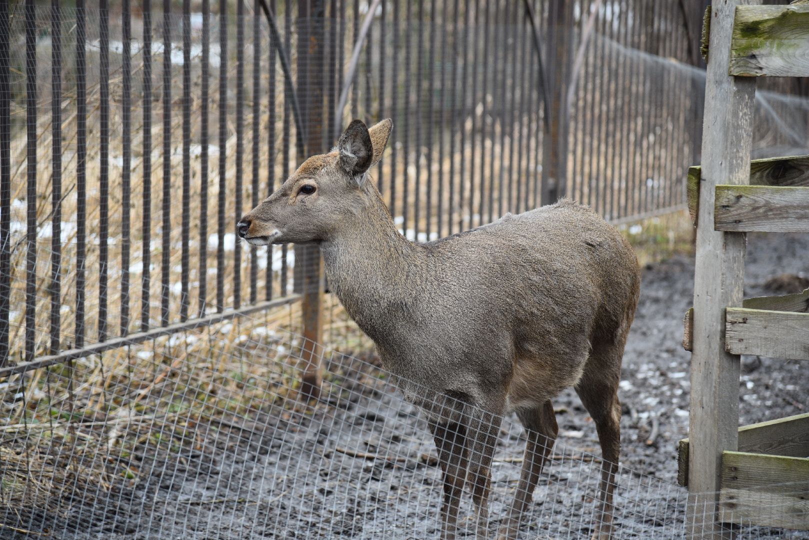 лотошино, лотошинский парк, животные, мини-зоопарк с животными,
