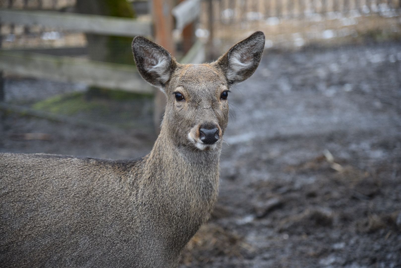лотошино, лотошинский парк, животные, мини-зоопарк с животными,