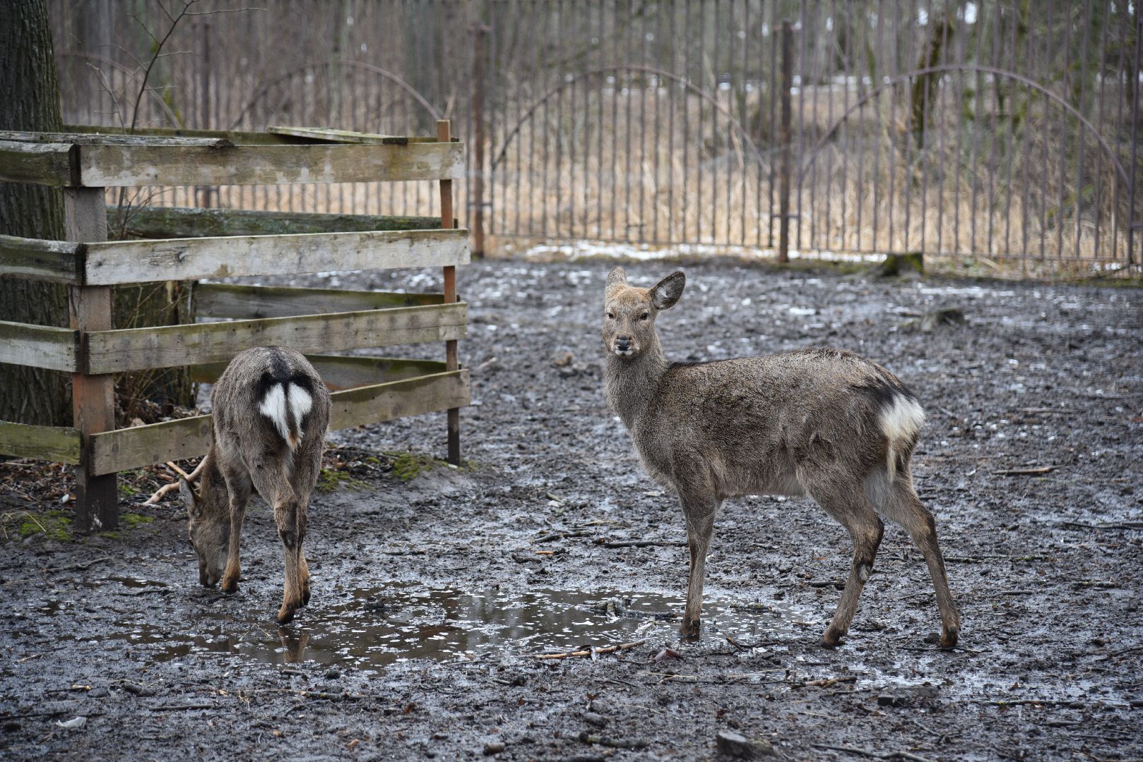лотошино, лотошинский парк, животные, мини-зоопарк с животными,