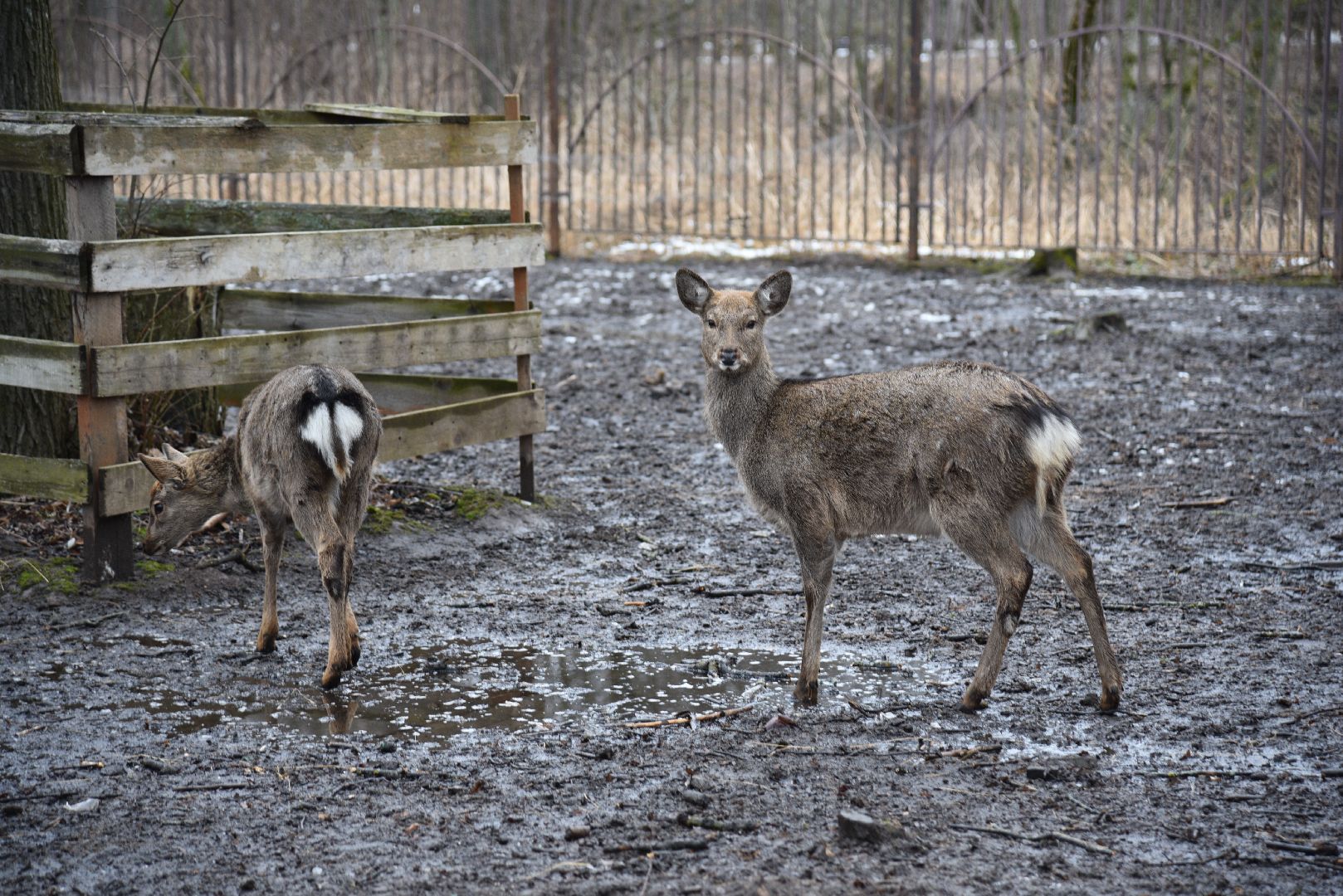 лотошино, лотошинский парк, животные, мини-зоопарк с животными,
