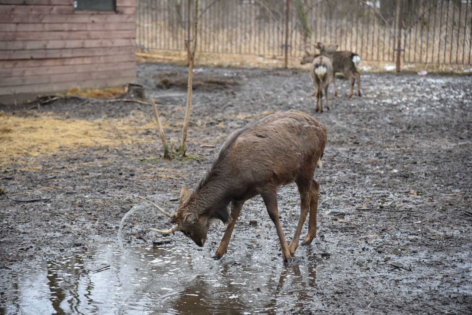 лотошино, лотошинский парк, животные, мини-зоопарк с животными,