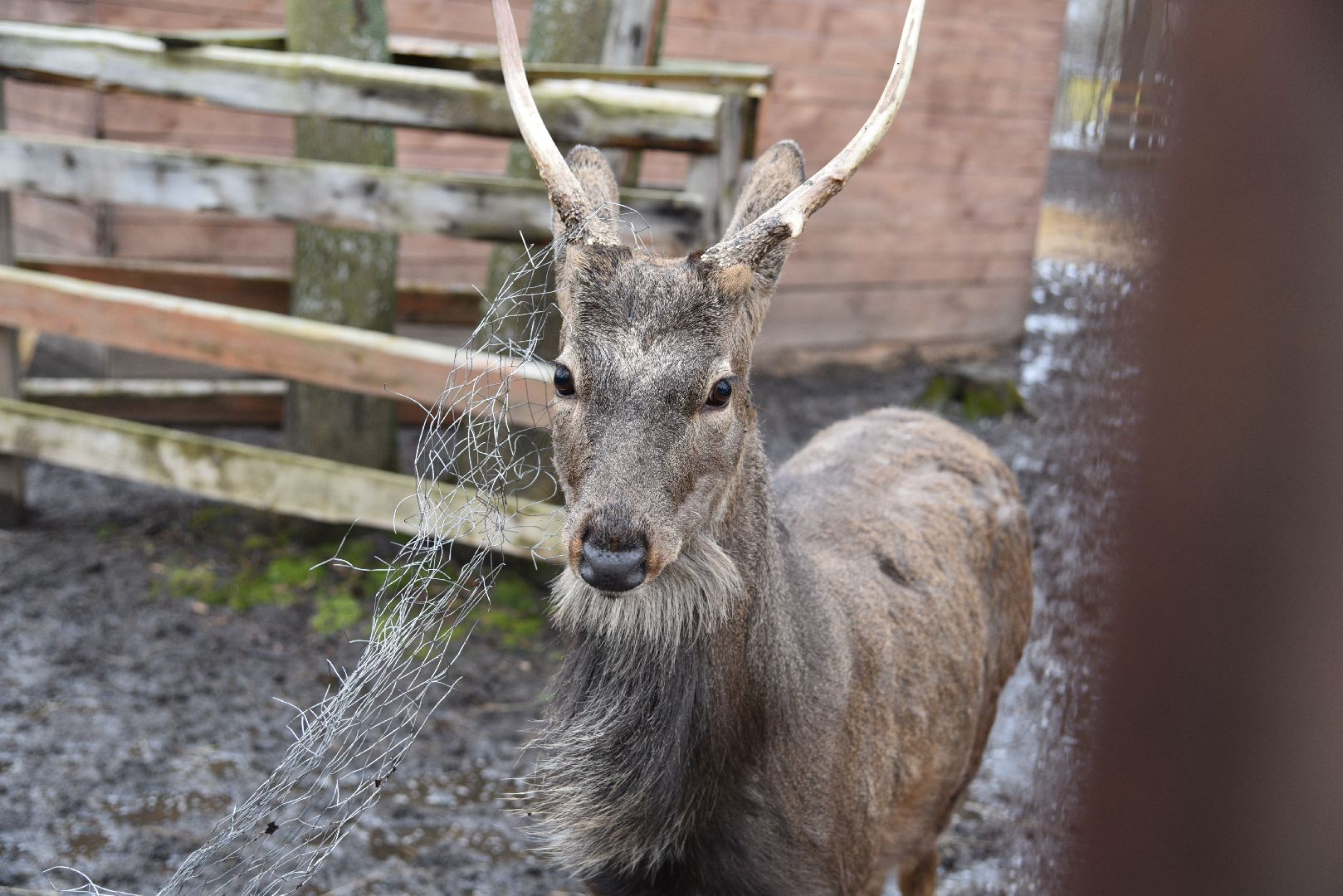 лотошино, лотошинский парк, животные, мини-зоопарк с животными,