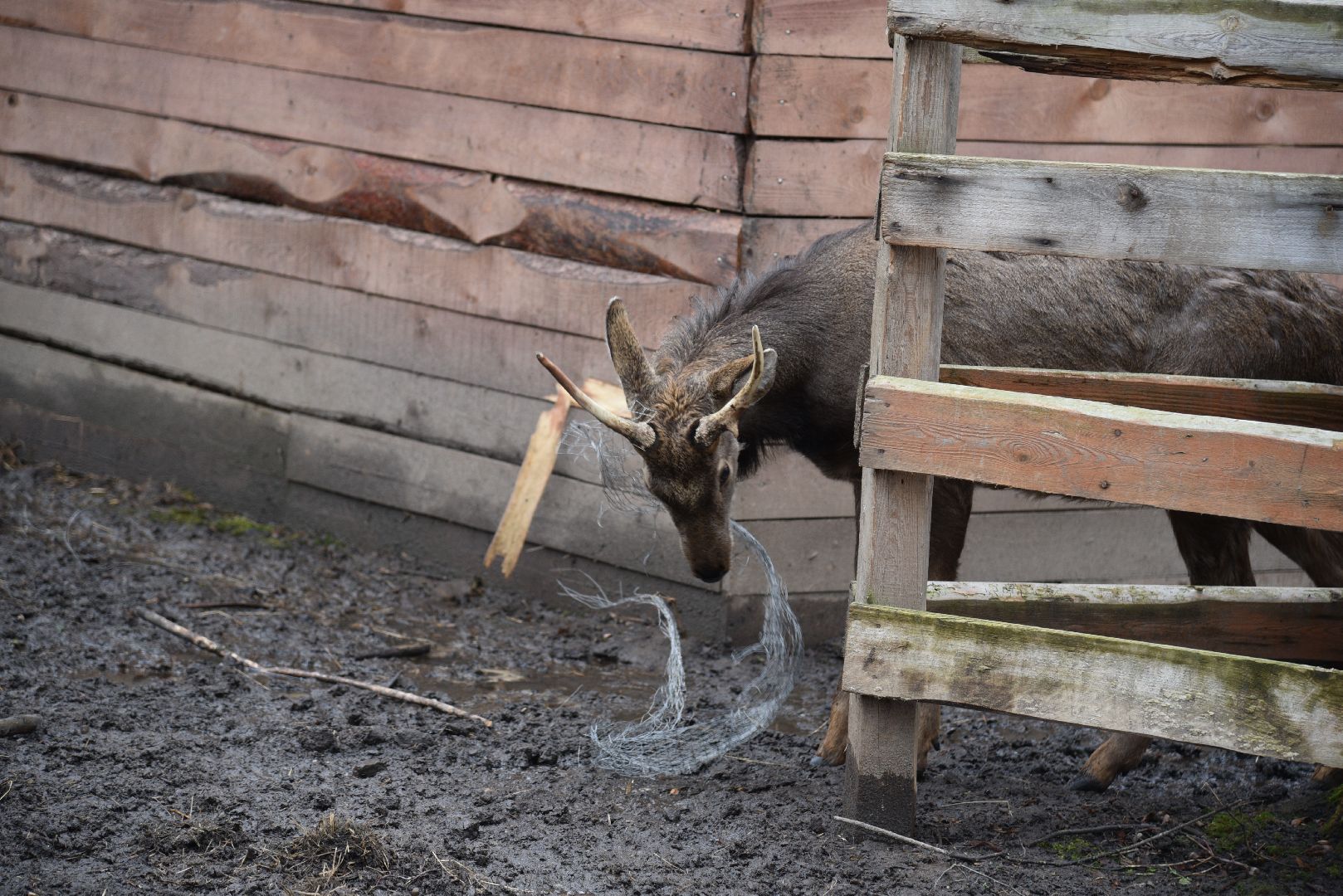 лотошино, лотошинский парк, животные, мини-зоопарк с животными,