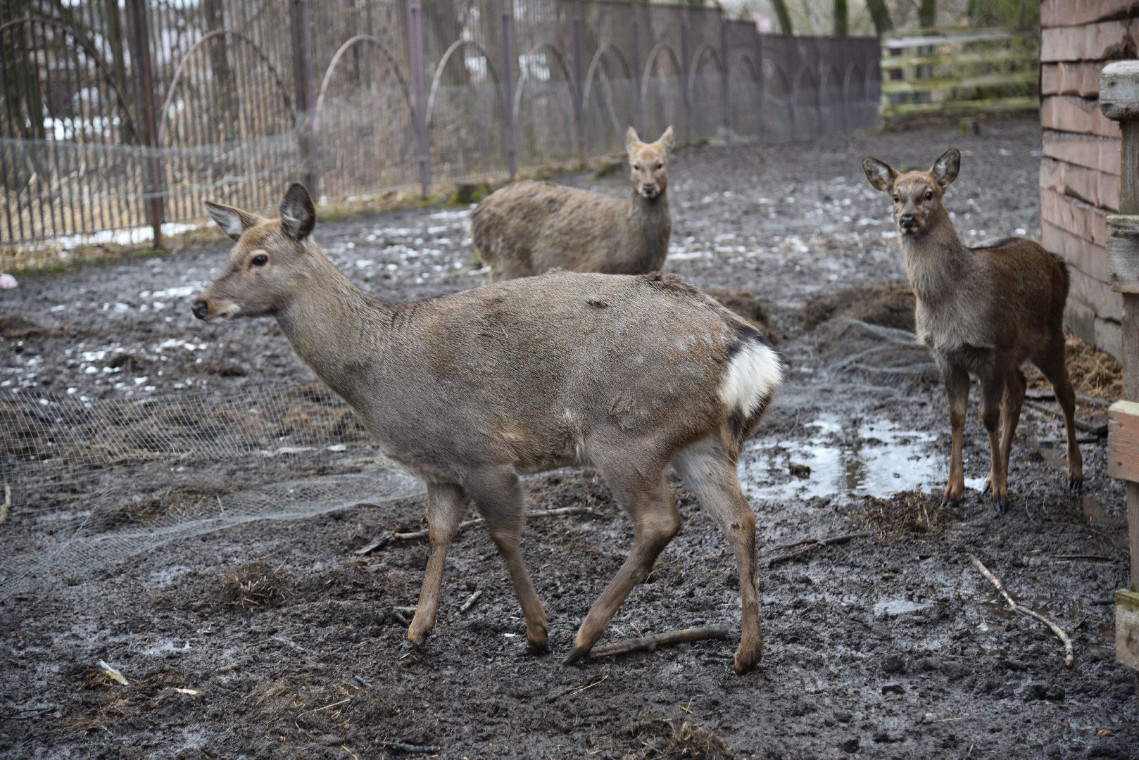 лотошино, лотошинский парк, животные, мини-зоопарк с животными,