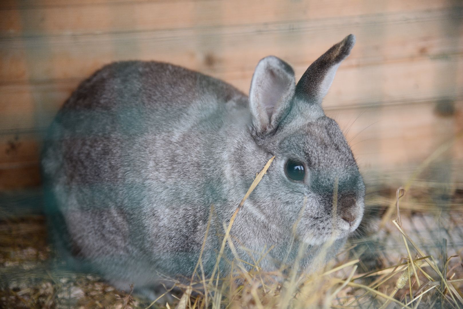 лотошино, лотошинский парк, животные, мини-зоопарк с животными,