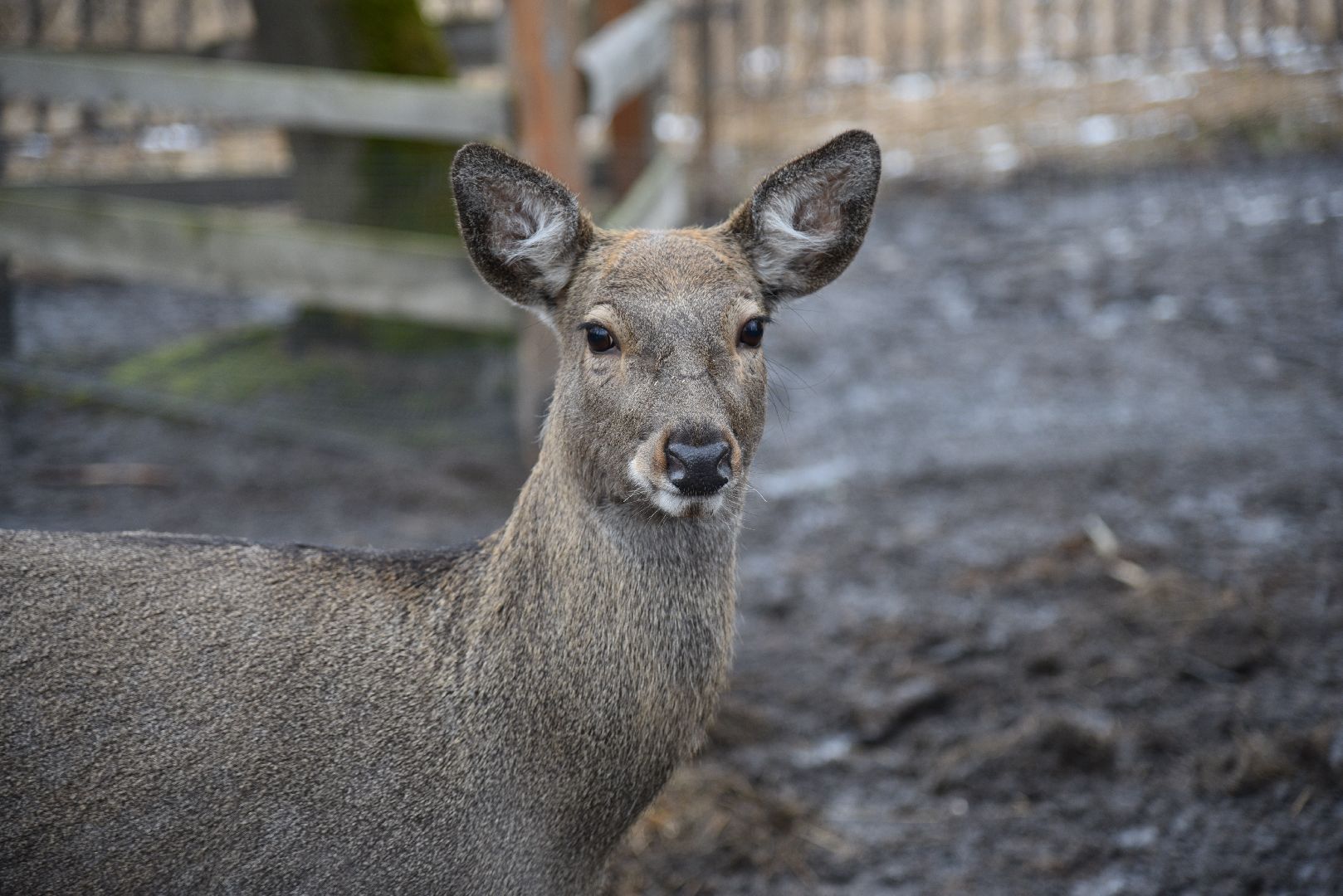 лотошино, лотошинский парк, животные, мини-зоопарк с животными,