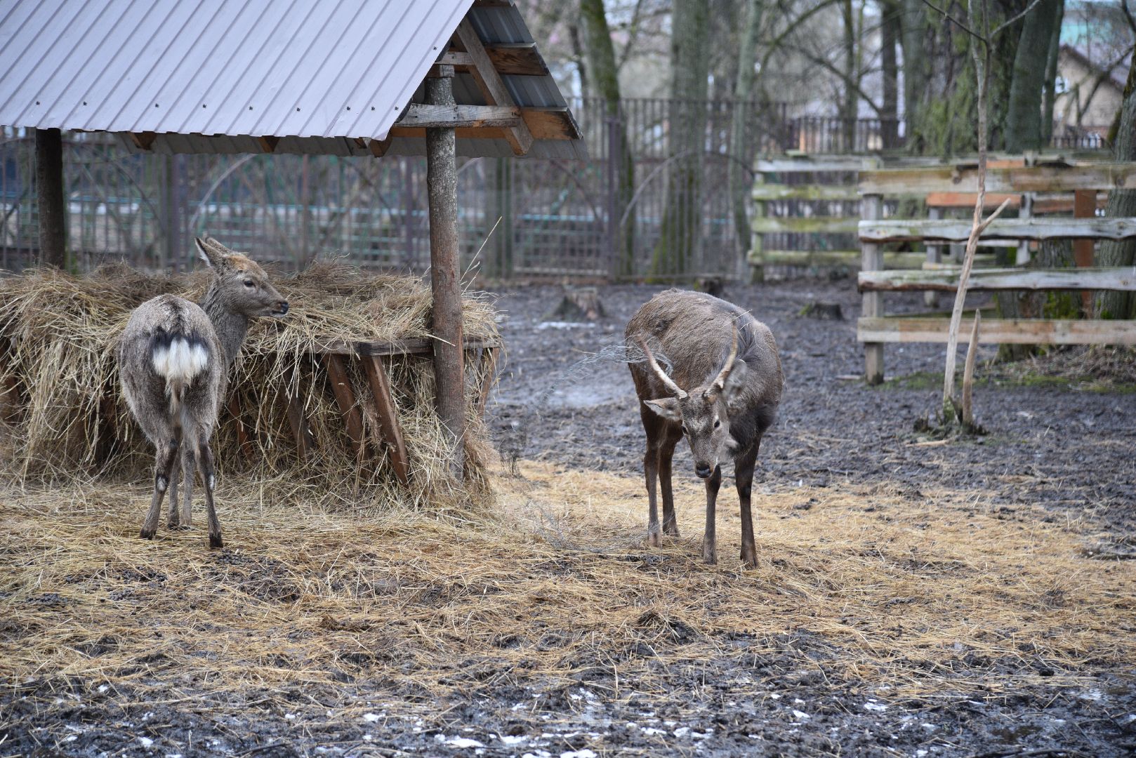лотошино, лотошинский парк, животные, мини-зоопарк с животными,