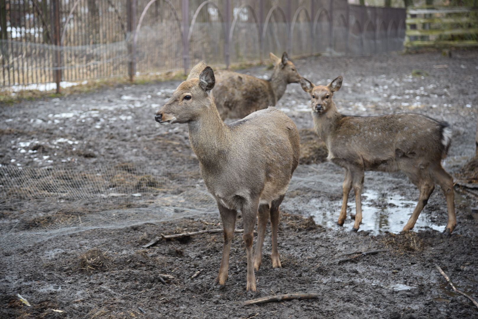 лотошино, лотошинский парк, животные, мини-зоопарк с животными,