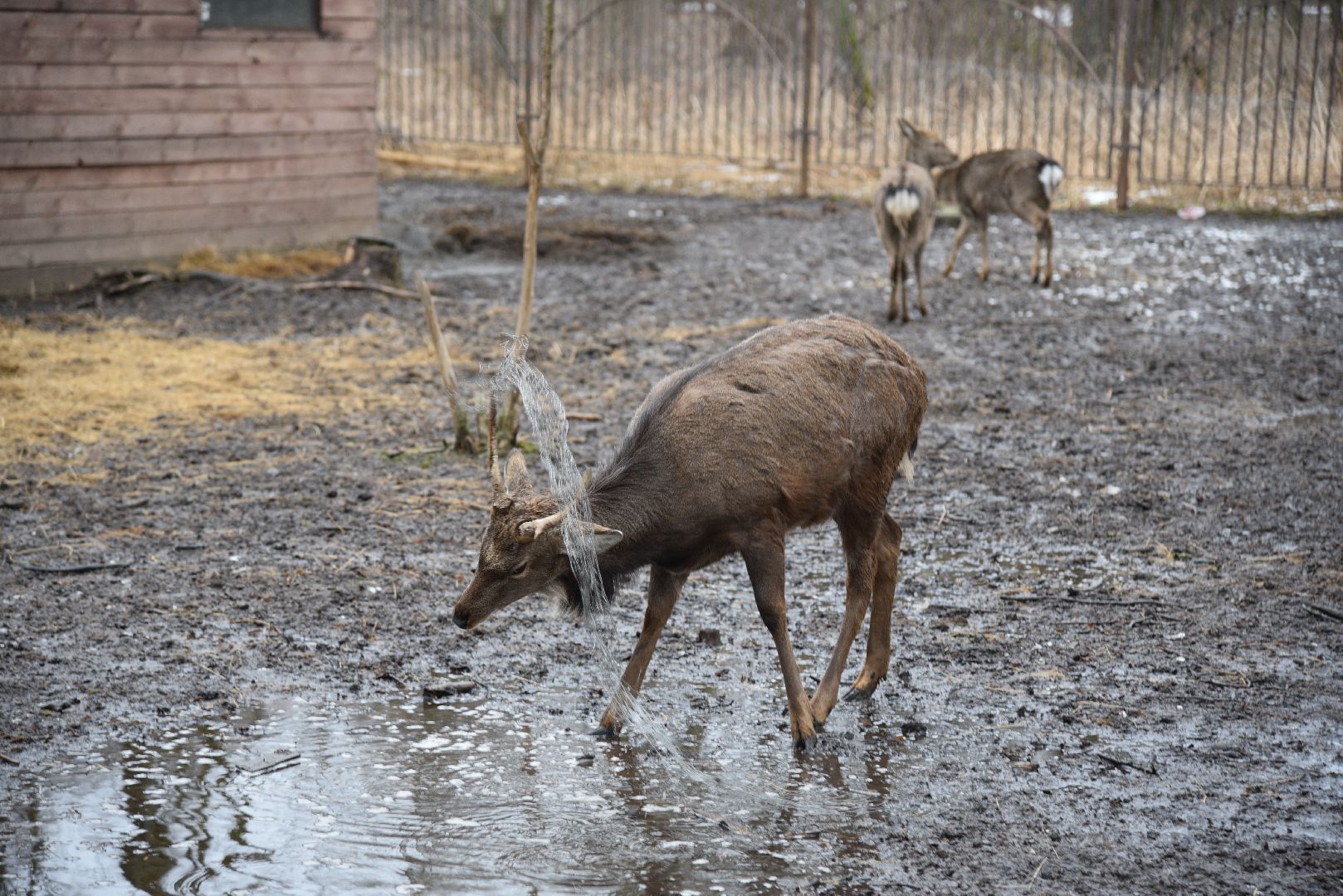 лотошино, лотошинский парк, животные, мини-зоопарк с животными,