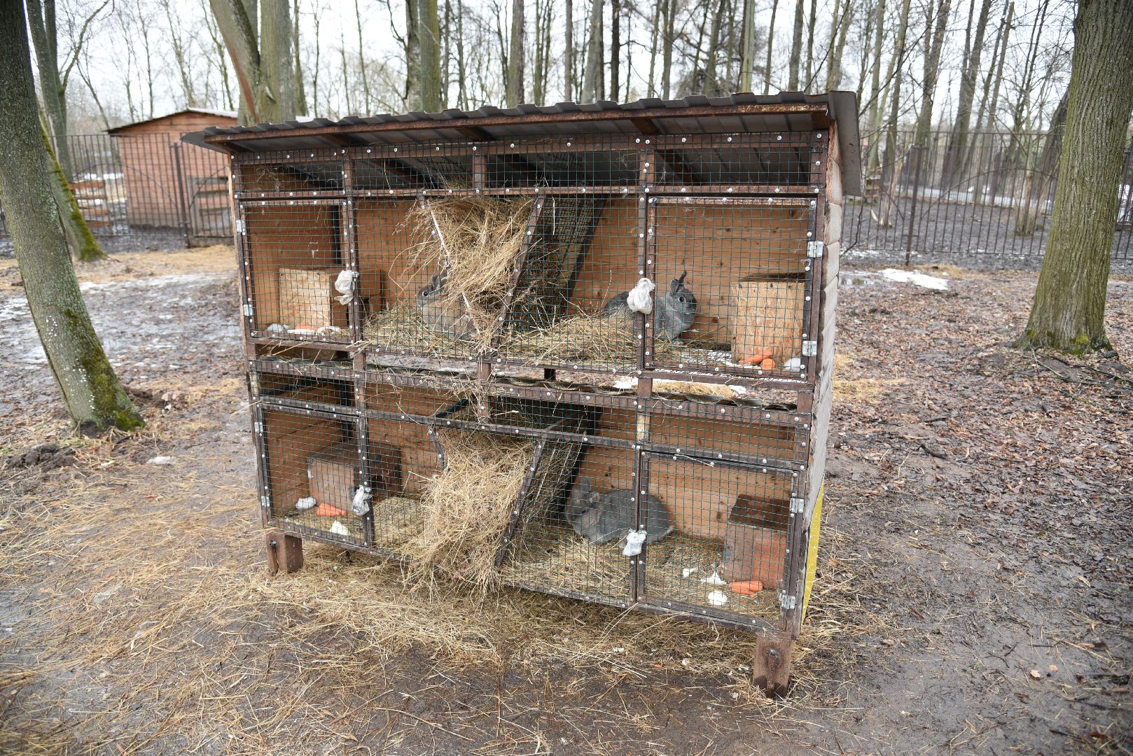 лотошино, лотошинский парк, животные, мини-зоопарк с животными,