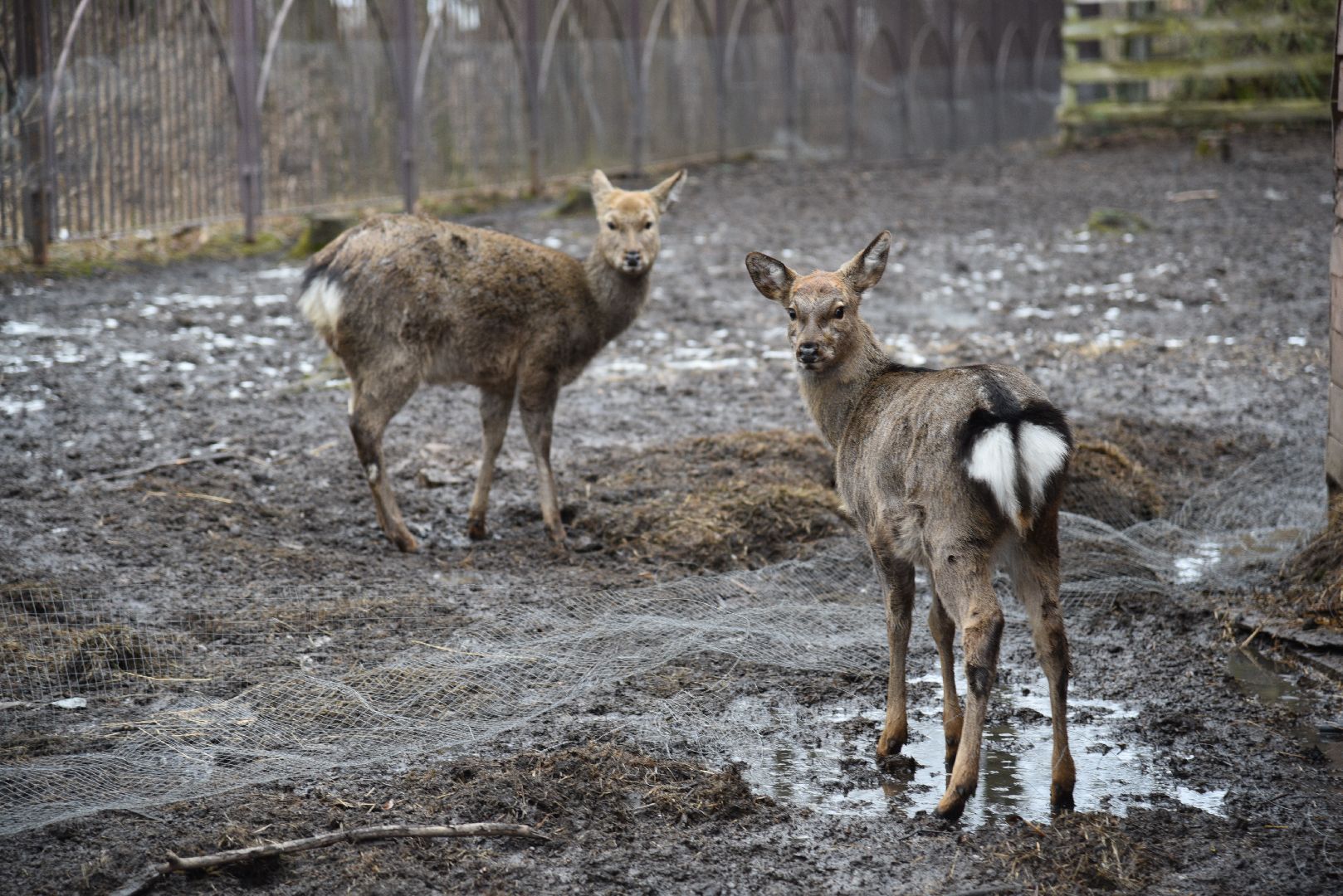 лотошино, лотошинский парк, животные, мини-зоопарк с животными,
