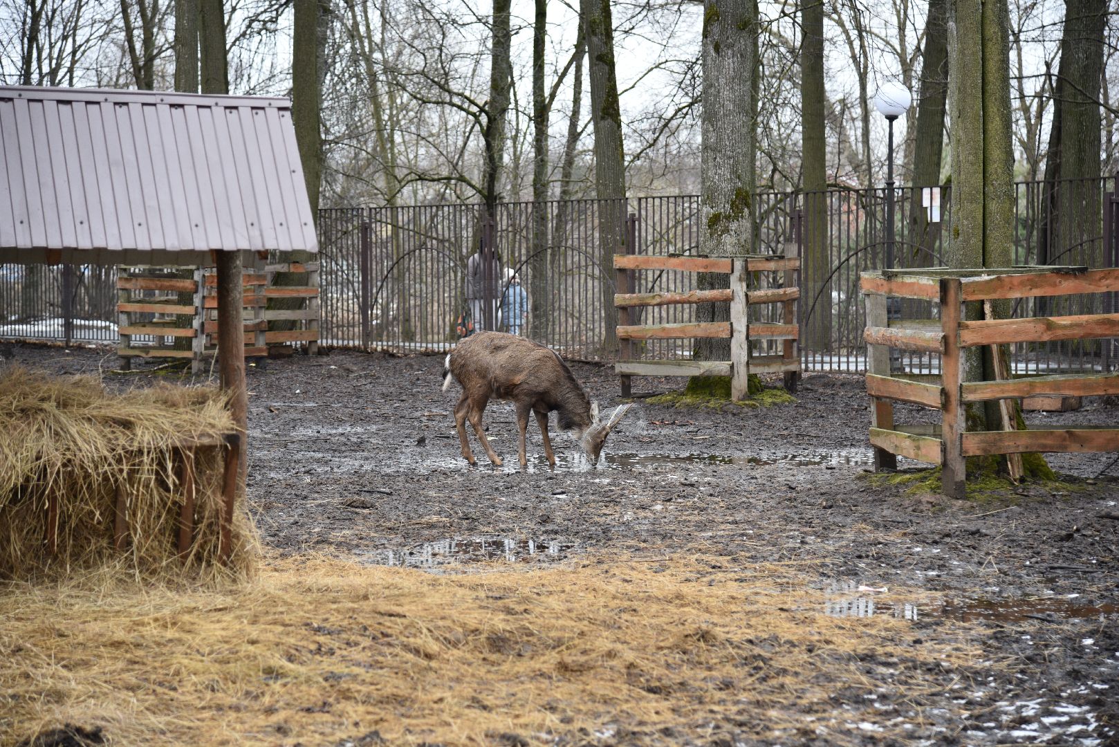 лотошино, лотошинский парк, животные, мини-зоопарк с животными,