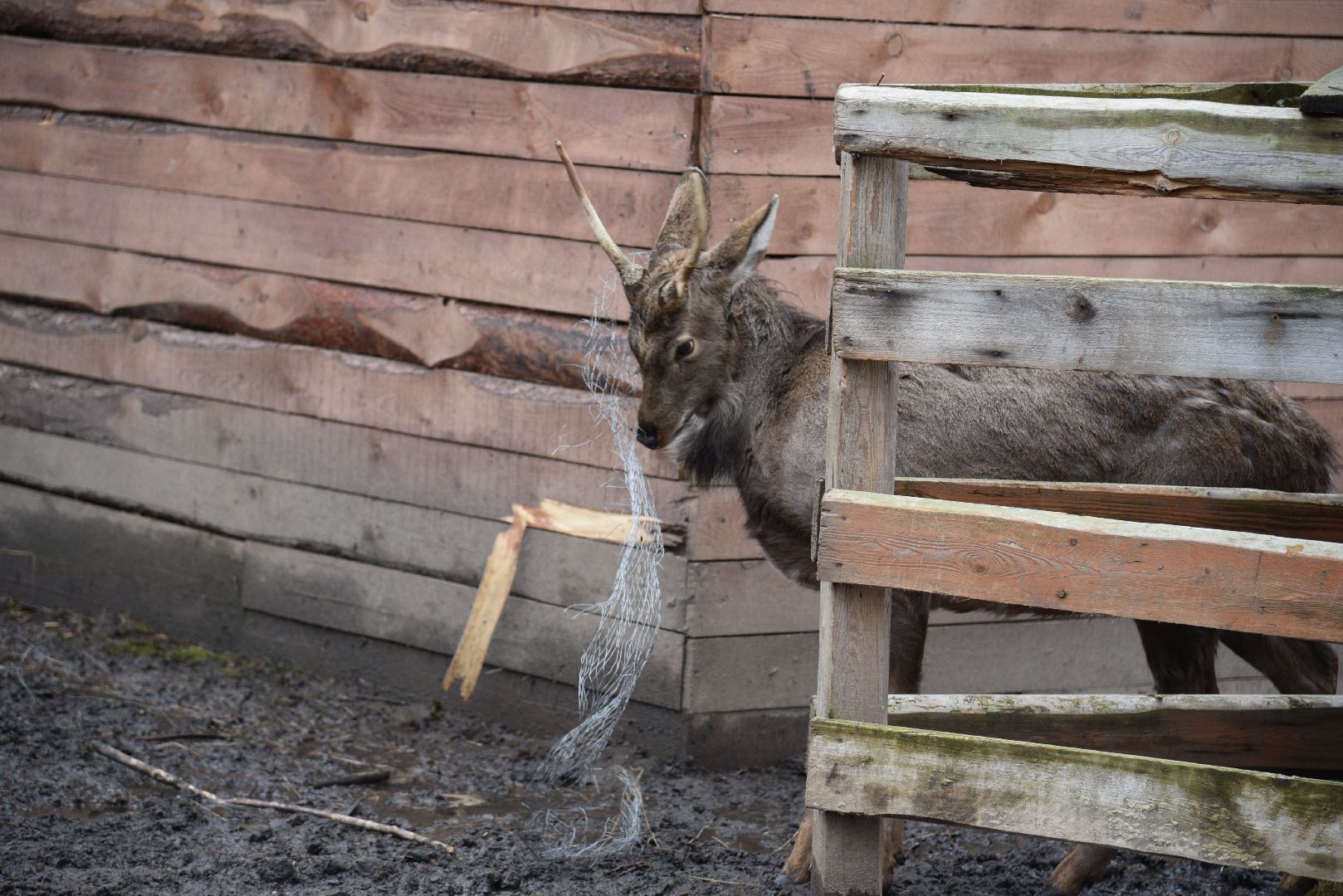 лотошино, лотошинский парк, животные, мини-зоопарк с животными,