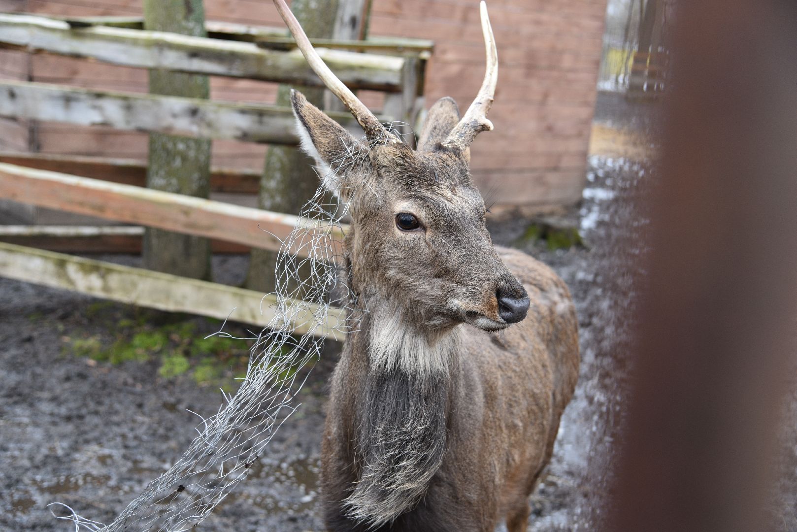 лотошино, лотошинский парк, животные, мини-зоопарк с животными,