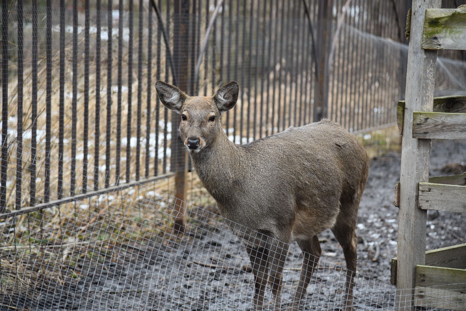 лотошино, лотошинский парк, животные, мини-зоопарк с животными,