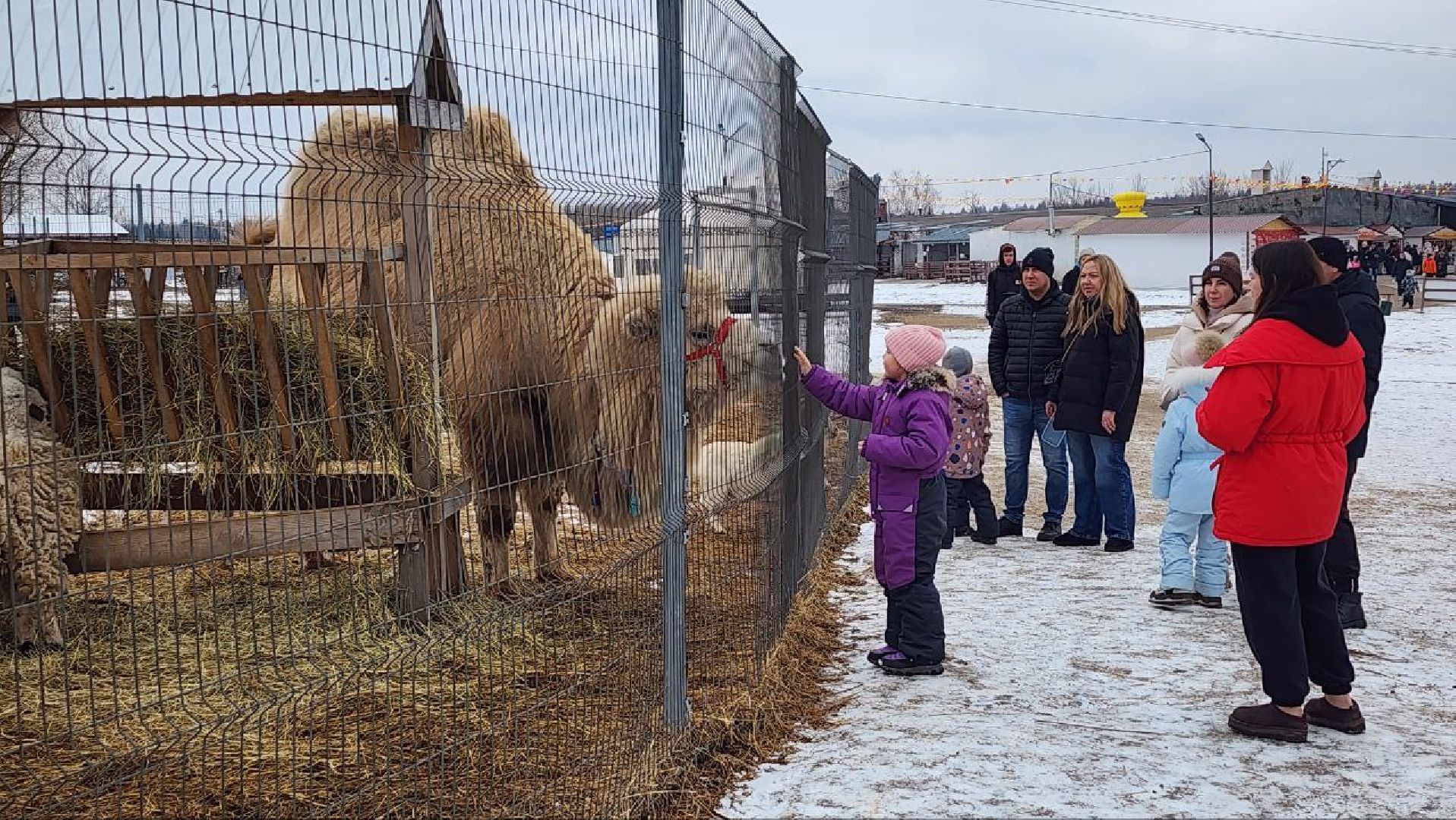 Дмитров, Проводы зимы, Масленица, Зооферма Шихово, вертикалки,