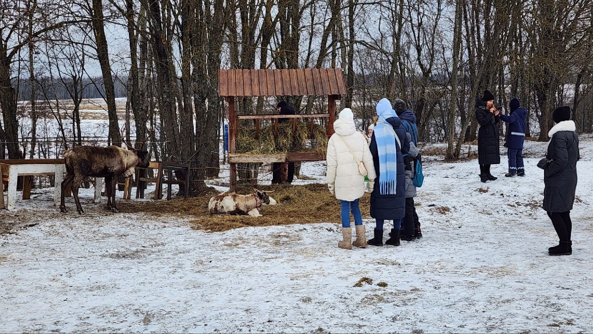 Дмитров, Проводы зимы, Масленица, Зооферма Шихово, вертикалки,