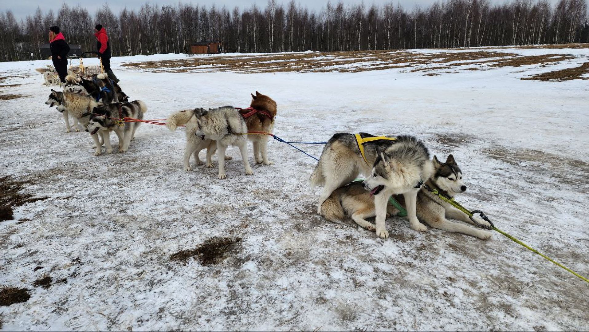 Дмитров, Проводы зимы, Масленица, Зооферма Шихово, вертикалки,