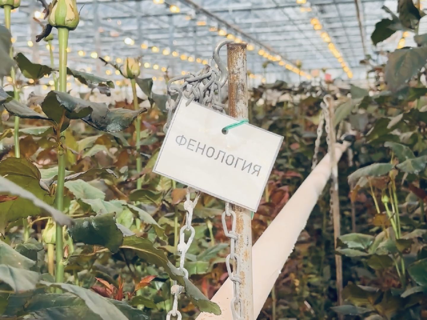 раменское, тепличный комплекс, портрет, 8 марта,