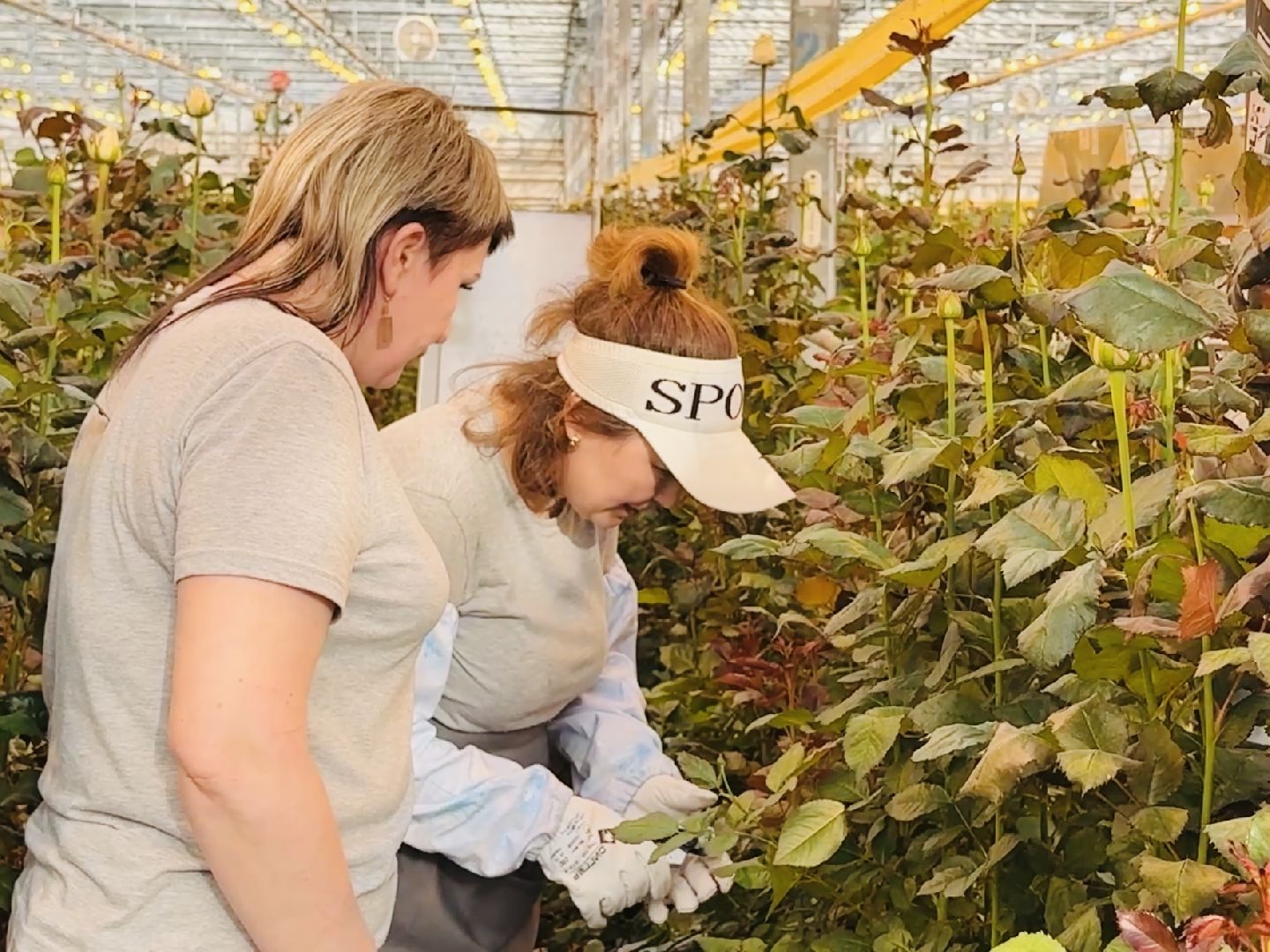 раменское, тепличный комплекс, портрет, 8 марта,