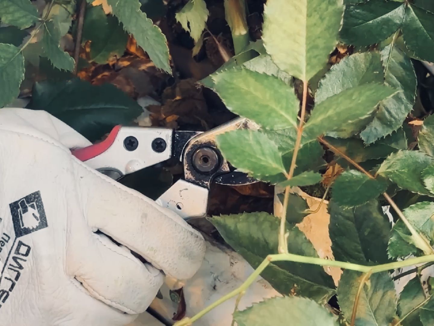 раменское, тепличный комплекс, портрет, 8 марта,