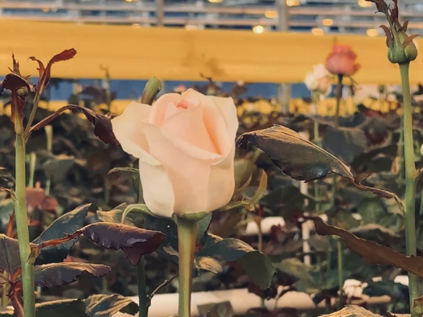 раменское, тепличный комплекс, портрет, 8 марта,