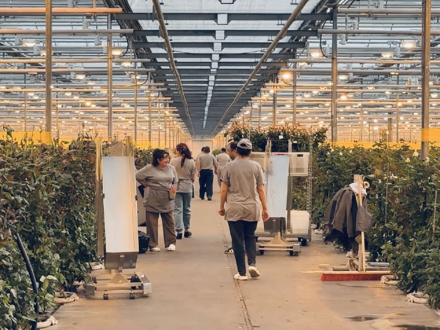 раменское, тепличный комплекс, портрет, 8 марта,